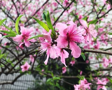 桃樹 風水|桃樹助桃花運？真相是